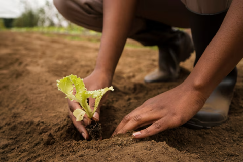 As an agronomist, I specializes in crop production, soil management, and farm efficiency